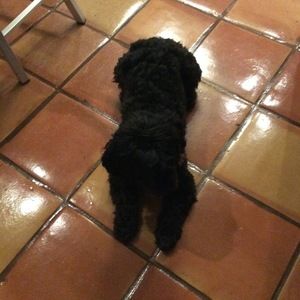 Meet your Posher, Sophie